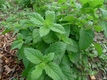 Load image into Gallery viewer, Lemon Balm Tincture