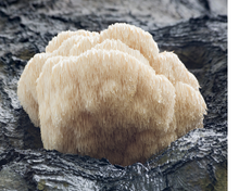 Load image into Gallery viewer, Lion's Mane Tincture