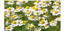 Load image into Gallery viewer, Chamomile Tincture