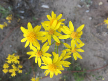 Load image into Gallery viewer, Arnica Oil