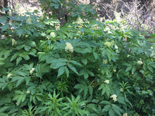 Load image into Gallery viewer, Ambrosia Facial Serum