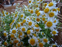 Load image into Gallery viewer, Feverfew Tincture