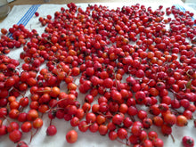 Load image into Gallery viewer, Hawthorn Heart Elixir