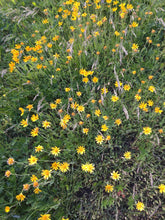 Load image into Gallery viewer, Arnica Oil