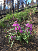 Load image into Gallery viewer, Fireweed Tincture