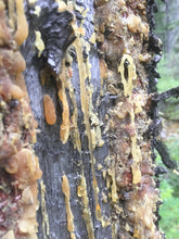 Load image into Gallery viewer, Pine Drops Salve