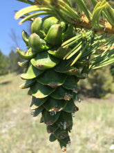 Load image into Gallery viewer, Pine Drops Salve