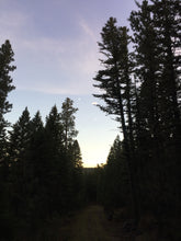 Load image into Gallery viewer, Pine Drops Salve