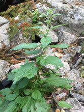Load image into Gallery viewer, Organic Nettle Leaf