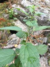 Load image into Gallery viewer, Nettle & Rose Hips Oxymel