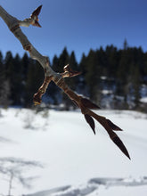 Load image into Gallery viewer, Sacred Tree Salve- Arnica & Cottonwood Bud