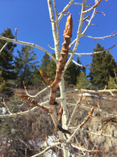 Load image into Gallery viewer, Sacred Tree Salve- Arnica & Cottonwood Bud
