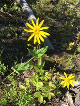 Load image into Gallery viewer, Arnica Oil