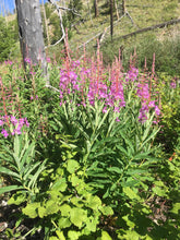 Load image into Gallery viewer, Fireweed Tincture