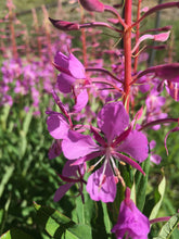 Load image into Gallery viewer, Fireweed Tincture