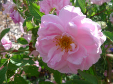 Load image into Gallery viewer, Hawthorn Heart Elixir