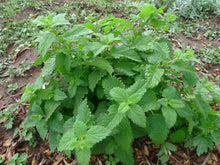 Load image into Gallery viewer, Peaceful Woman Elixir