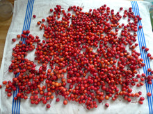 Load image into Gallery viewer, Wild Rose Hip & Hawthorn Syrup