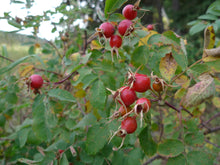 Load image into Gallery viewer, Wild Rose Hip & Hawthorn Syrup