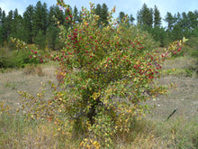 Load image into Gallery viewer, Wild Rose Hip & Hawthorn Syrup