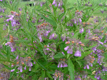 Load image into Gallery viewer, Arnica + Comfrey: No More Aches & Pains