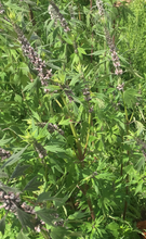 Load image into Gallery viewer, Peaceful Woman Elixir