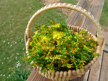 Load image into Gallery viewer, St. John's Wort Tincture