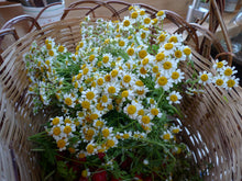Load image into Gallery viewer, Feverfew Tincture
