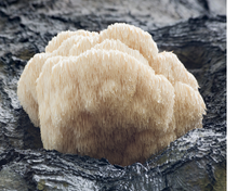 Load image into Gallery viewer, Lion&#39;s Mane Tincture
