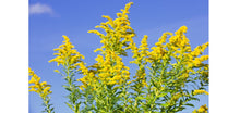 Load image into Gallery viewer, Goldenrod tincture
