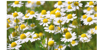 Load image into Gallery viewer, Chamomile Tincture
