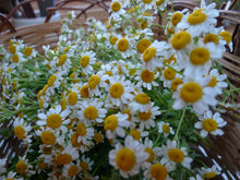 Load image into Gallery viewer, Feverfew Tincture
